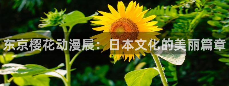 日本动漫里番在线观看：东京樱花动漫展：日本文化的美丽篇章